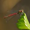 Large red Damselfly